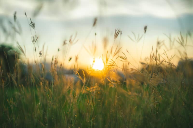 Prairie grasses at sunset